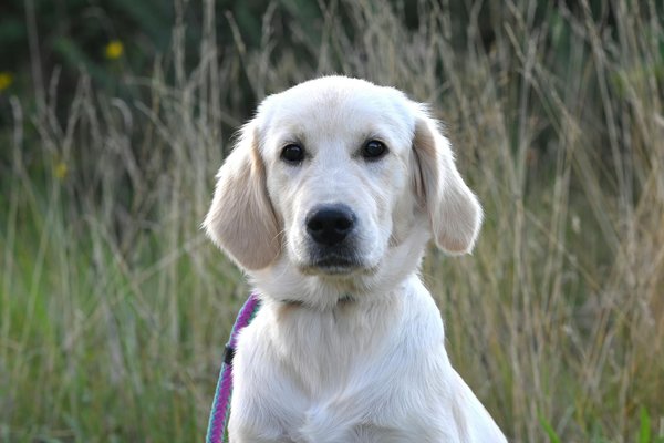 La sélection des meilleures croquettes pour votre labrador