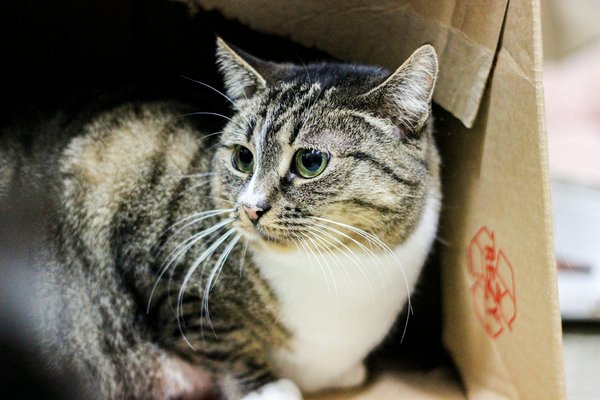 Comment choisir hochwertiges hundefutter en Suisse : conseils pratiques