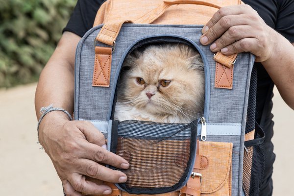 Comment transporter un chat sans qu'il ne stresse ?