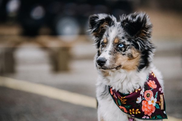 Quels sont les avantages du bandana chien ?