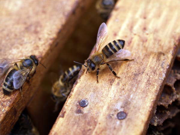 Ruches d'abeilles : un choix judicieux pour apiculteurs avertis !