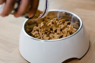 Friandises naturelles pour chien : des récompenses saines et savoureuses !