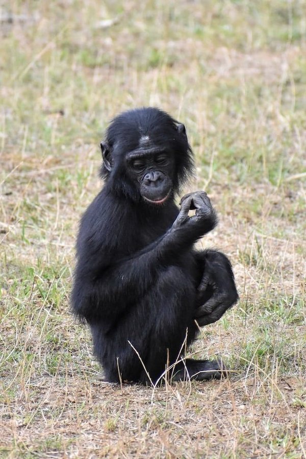 Quel animal represente la sexualité ?