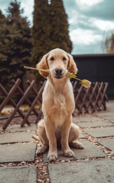 Comment garder votre chien en bon état ?
